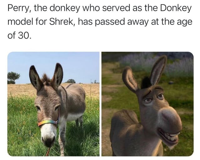 Guys... the donkey who served as the Donkey model for Shrek, has passed away - meme