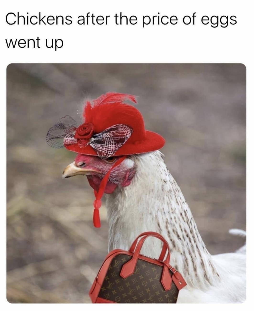 The best Chicken memes :) Memedroid