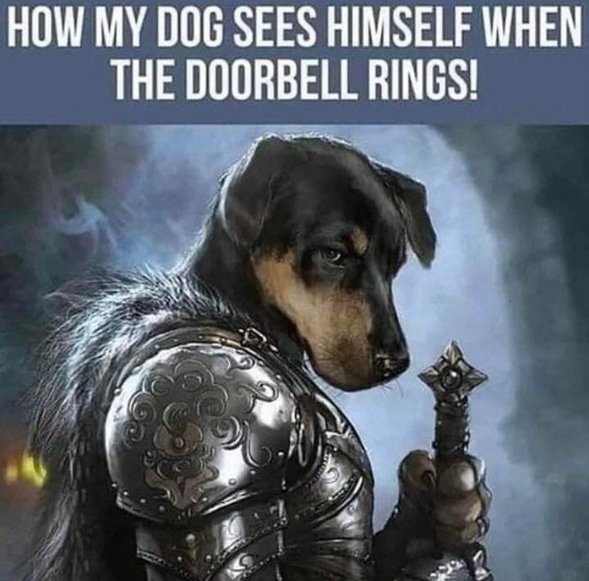 Dog - meme