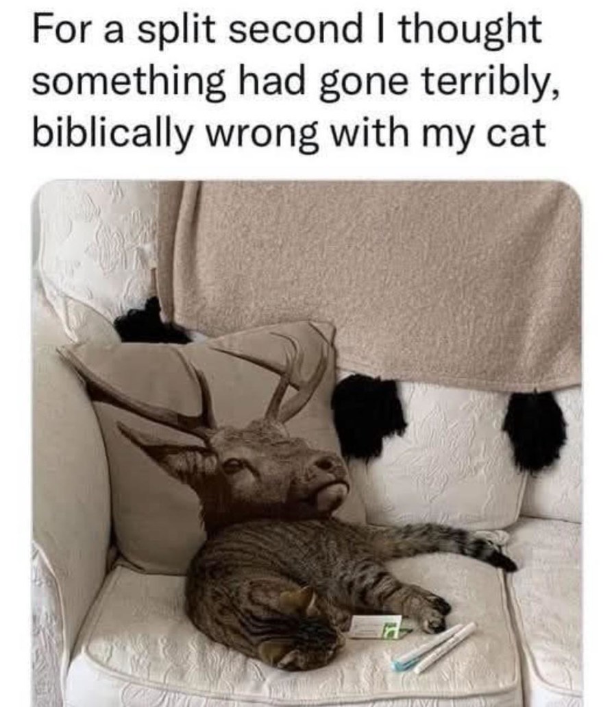 Thought my cat was possessed for a solid 3 seconds - meme
