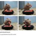 Cheek pouches can make a hamster's head, when full, double or even triple in size