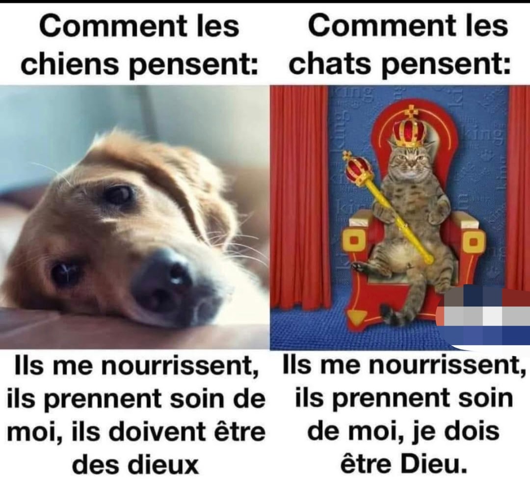 Les chiens pensent qu’on est des dieux, les chats pensent qu’ils le sont - meme