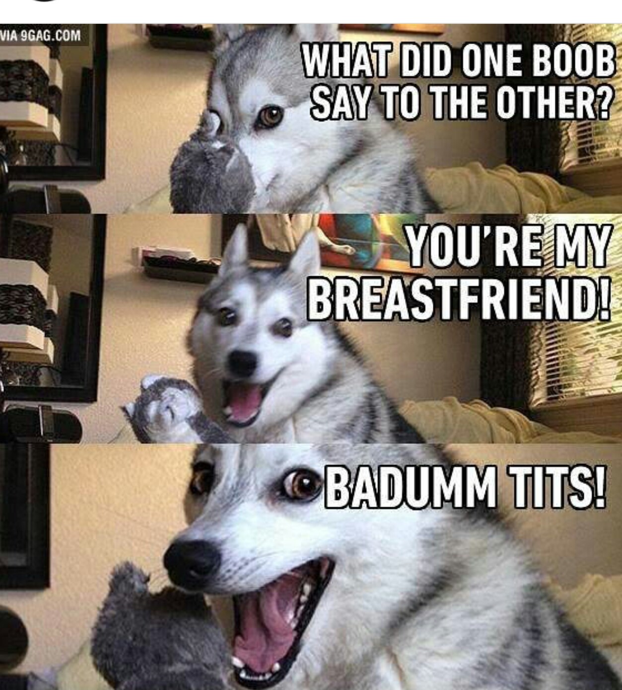 Bradum tits! - meme