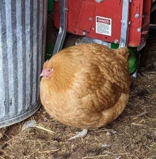 absolute UNIT of a chicken - meme