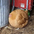 absolute UNIT of a chicken
