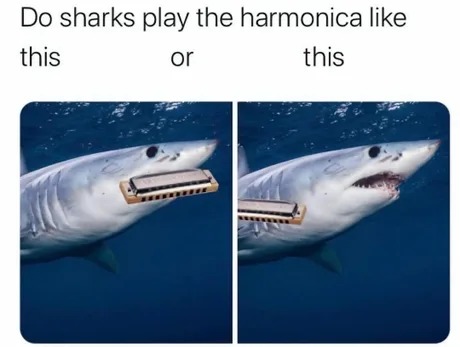 How do sharks play the harmonica? - meme