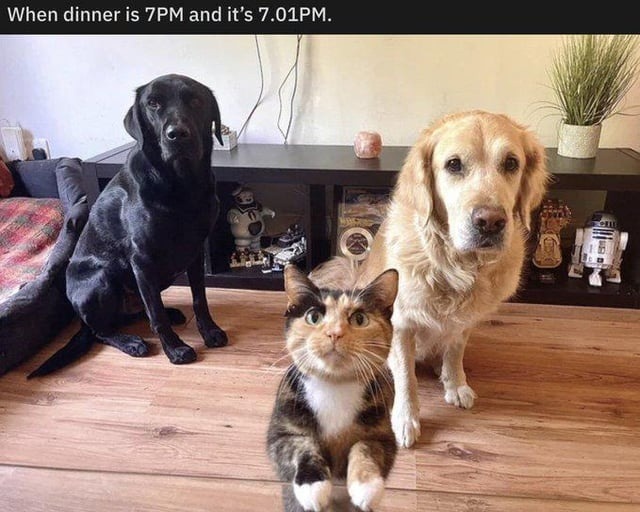 Dinner was at 7 and it’s 7:01. I’m calling the UN - meme