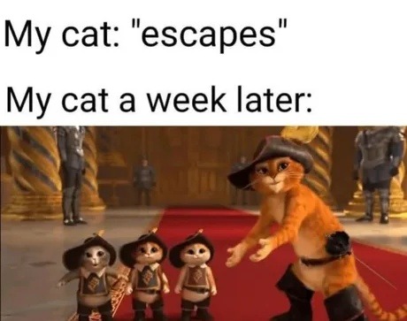 My cat escaped then came back like it was Airbnb - meme