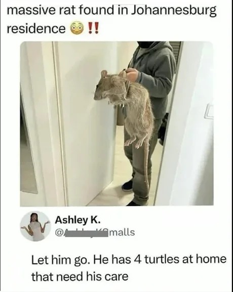 Massive rat - meme
