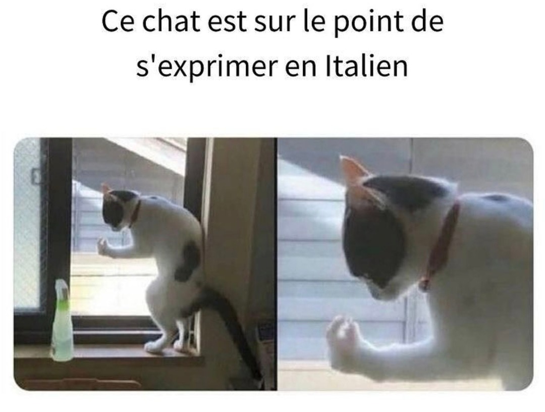 Ce chat va te réciter Dante dans 3...2...1 - meme