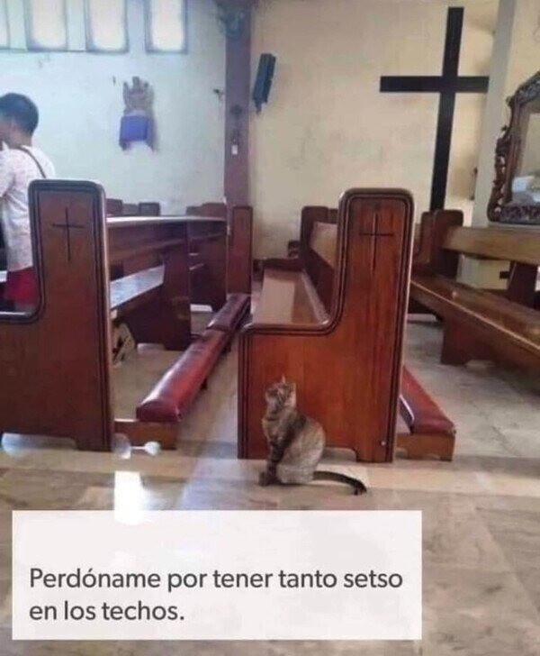 Perdoname padre gato, porque he pecado - meme