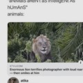 Troll wholesome lion