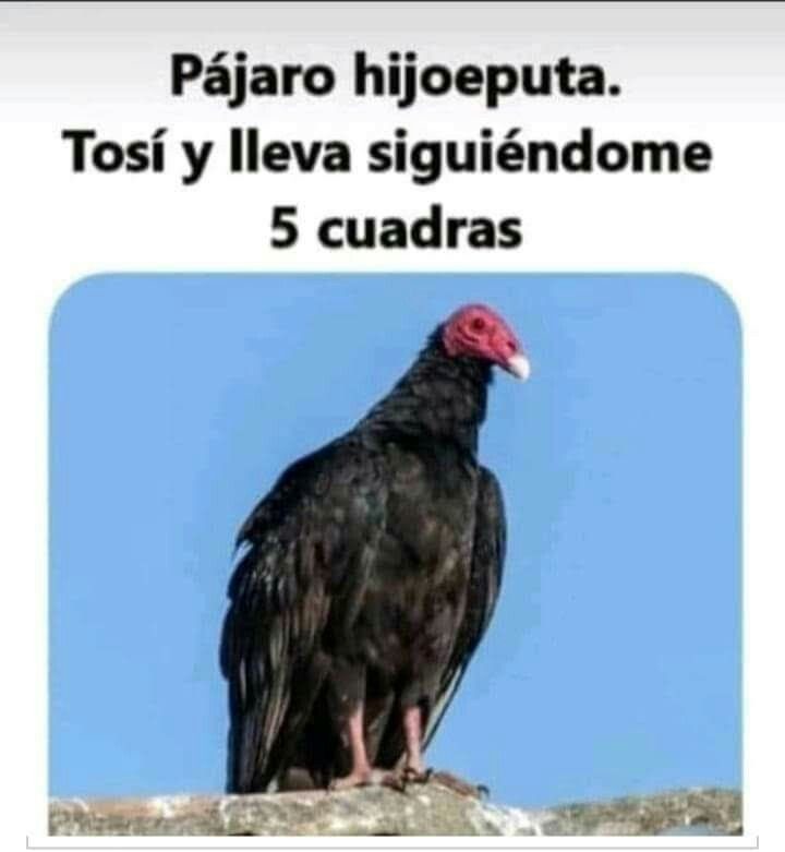 todavia falta ahree - meme
