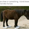 Horse shoe