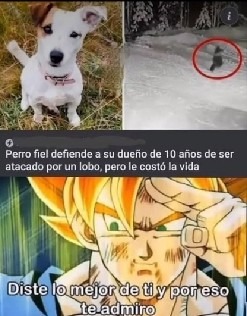 Que buen perro - meme