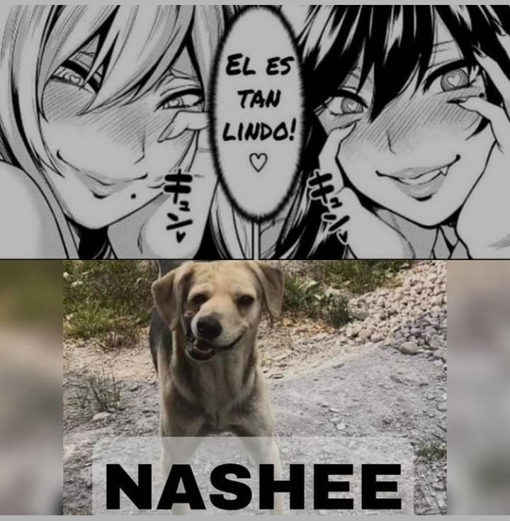 NASHEE - meme
