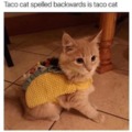 Taco cat Tuesday