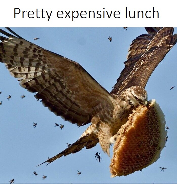 Pretty expensive lunch - meme