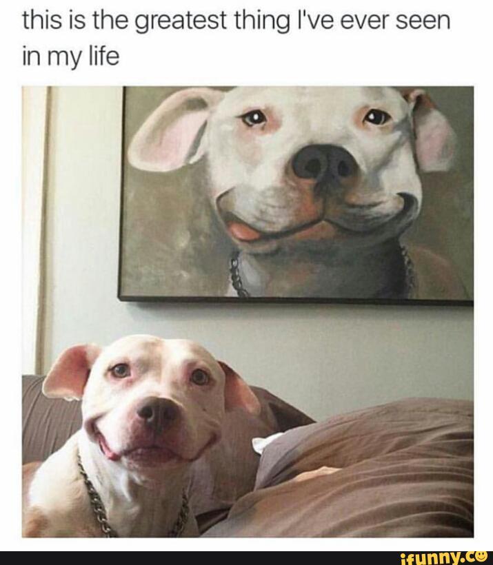 beside everything , doggos are awesome - meme