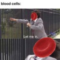 Sangue celulares