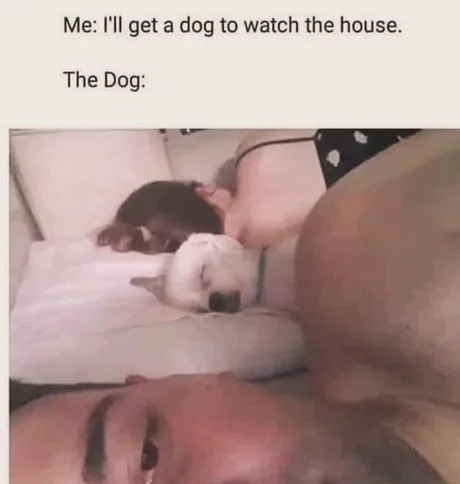 Got a dog to guard the house. The dog: vibes only - meme