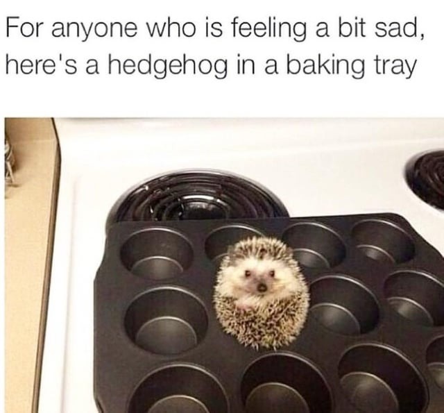 trayhog - meme