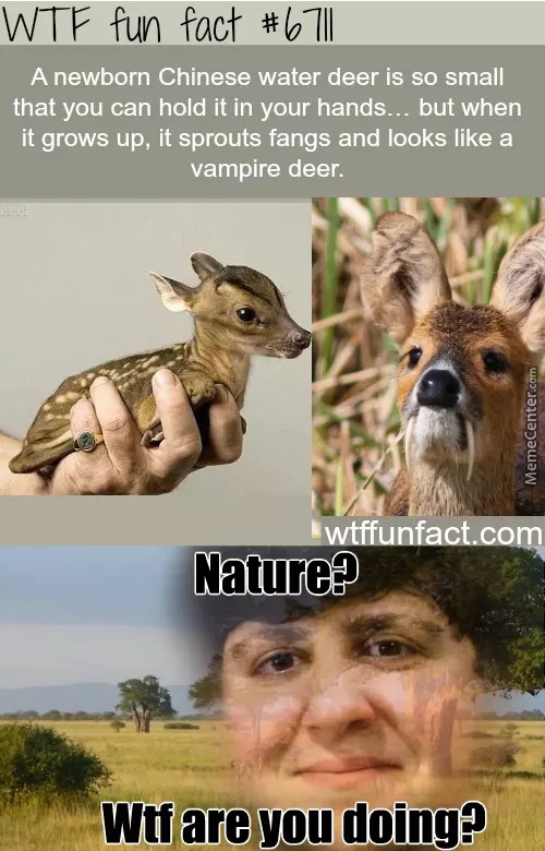 Nature what you doing - meme