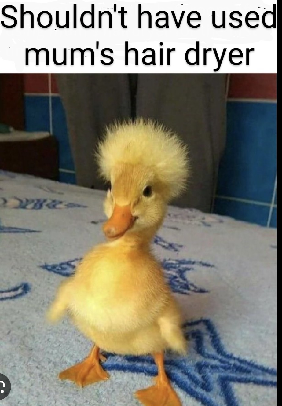 Duck hair dryer - meme