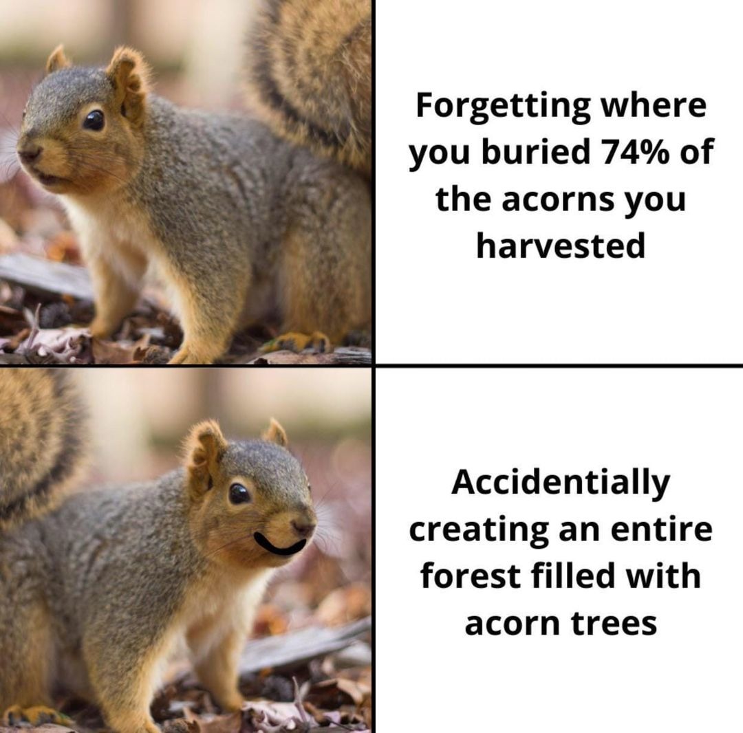 Squirrels - meme