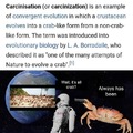 Being crabby is evolution at work