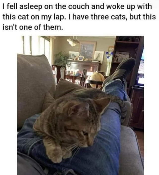 wholesome cat meme