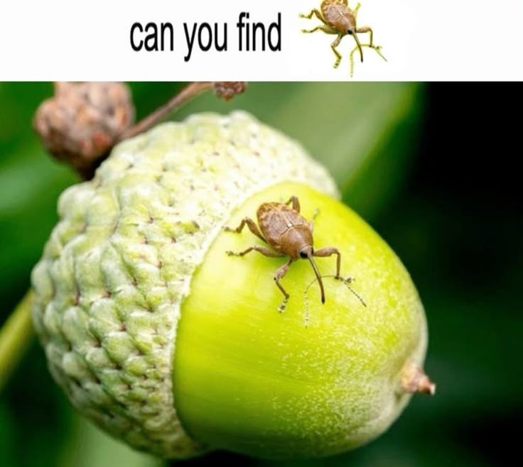 bichodroid - meme