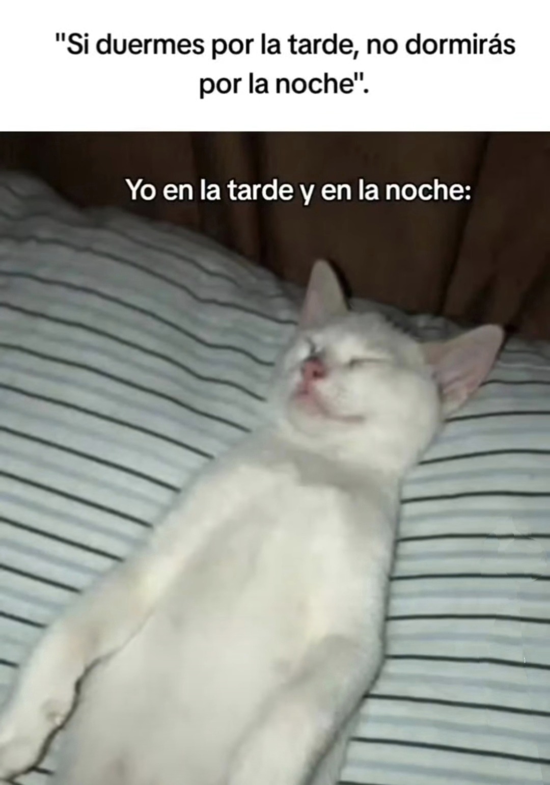 Me duermo a la tarde, me duermo a la noche... no hay reglas - meme