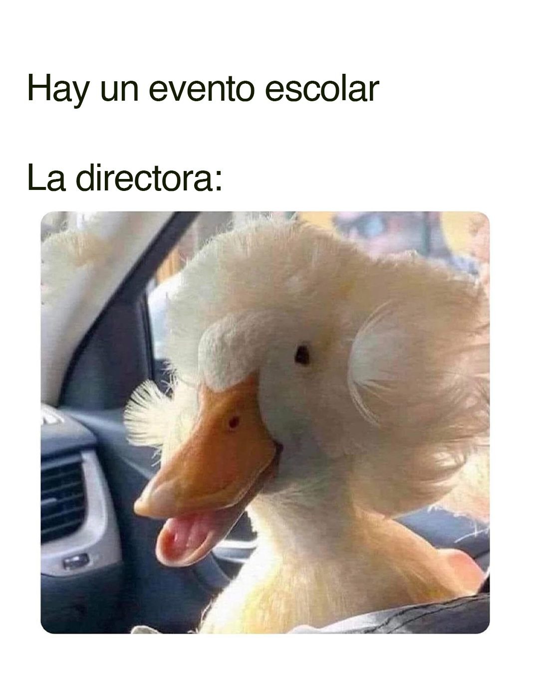 Lo peor es q es verdad. Mi directora tenia pelo negro - meme