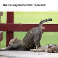 Taco Bell dank meme