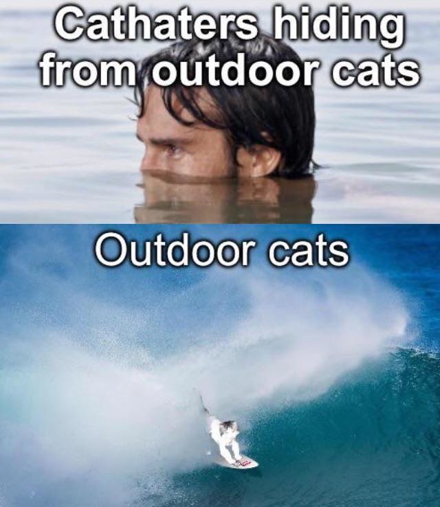 Outdoor cats meme