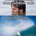 Outdoor cats meme