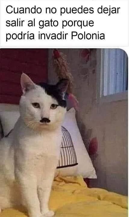 Este gato invadió polonia - meme