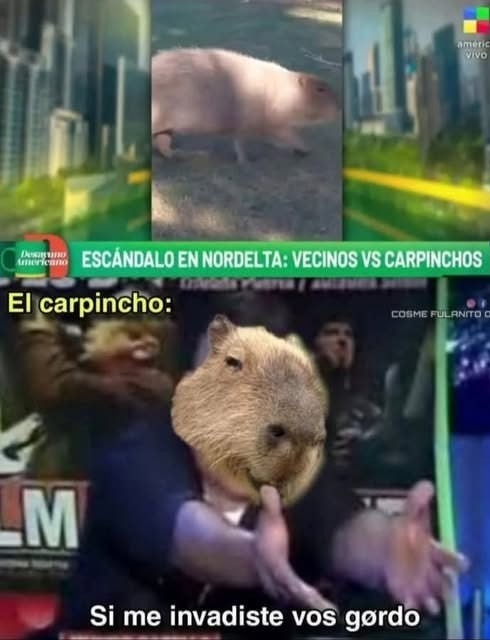 meme capibara vecinos en guerra