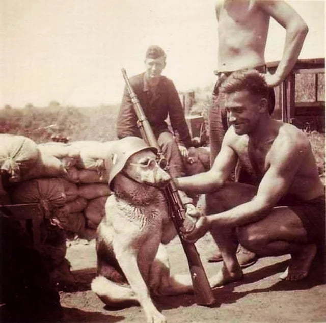 First canine officer in police duty. Ghent, Belgium circa 1899 - meme