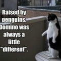 Domino liked to eat seal meat too...