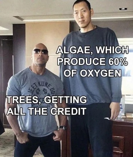 Oxygen meme