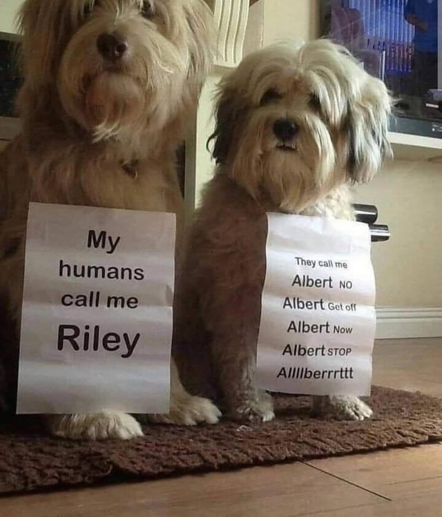 This dog’s name is Albert. Please send help. - meme