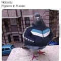Pigeons n 