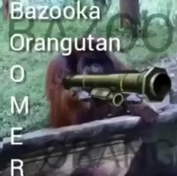 bazooka orangutan - meme