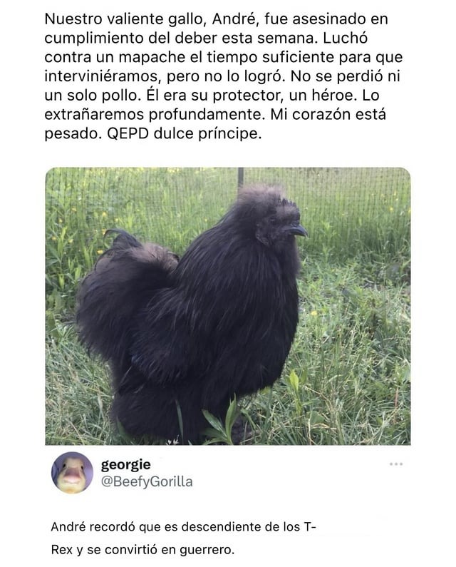 Que dios bendiga al gallo André - meme