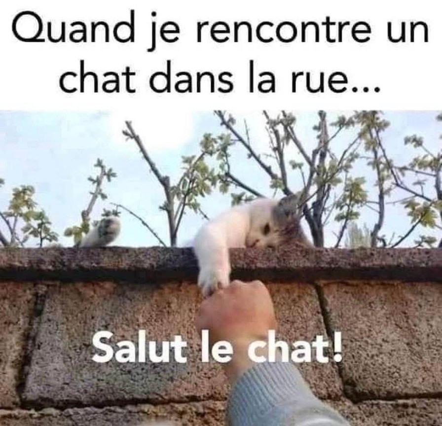 Salut p'tit roi des trottoirs  - meme