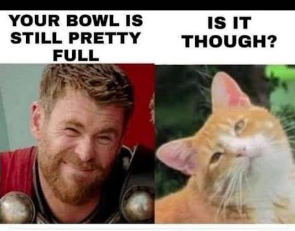 Cats bowl full or empty? - meme