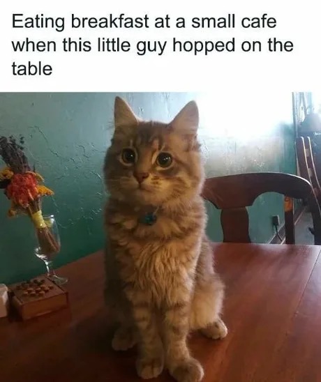 Hello kind sir - meme