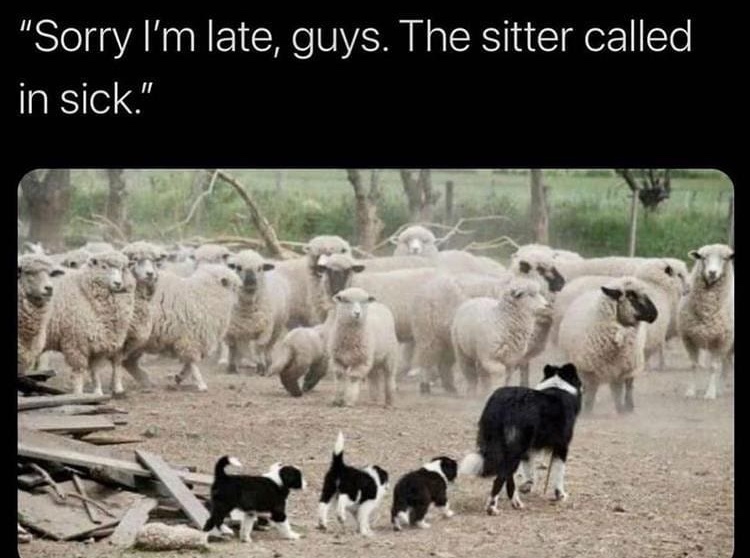 sheep herding - meme